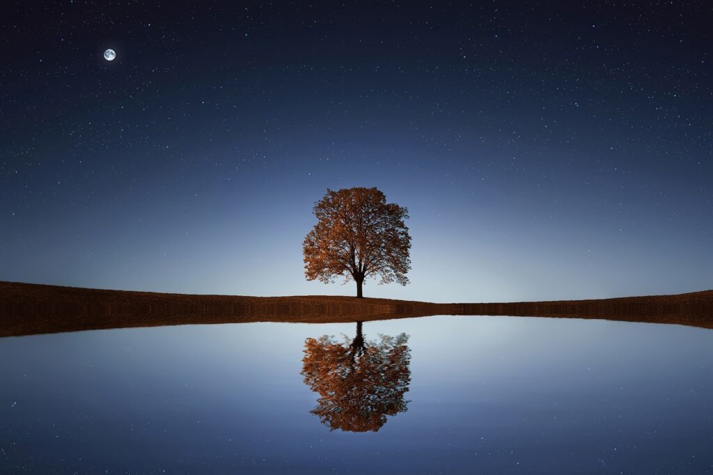 A tree at night